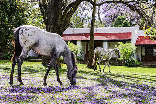 Ngare Sero Mountain Lodge