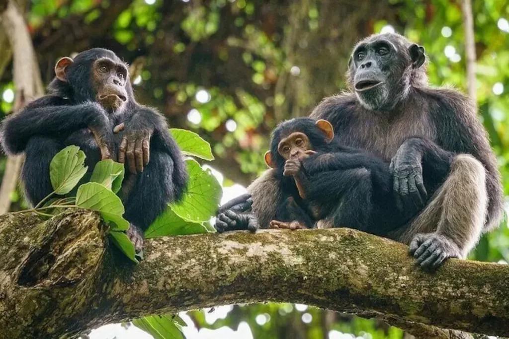 Chimpanzee Tracking