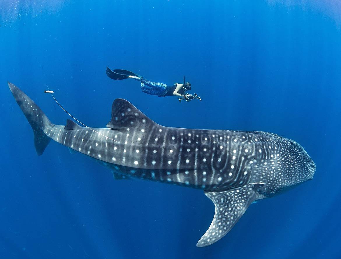 Whale Shark Tours