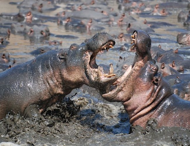 Katavi National Park