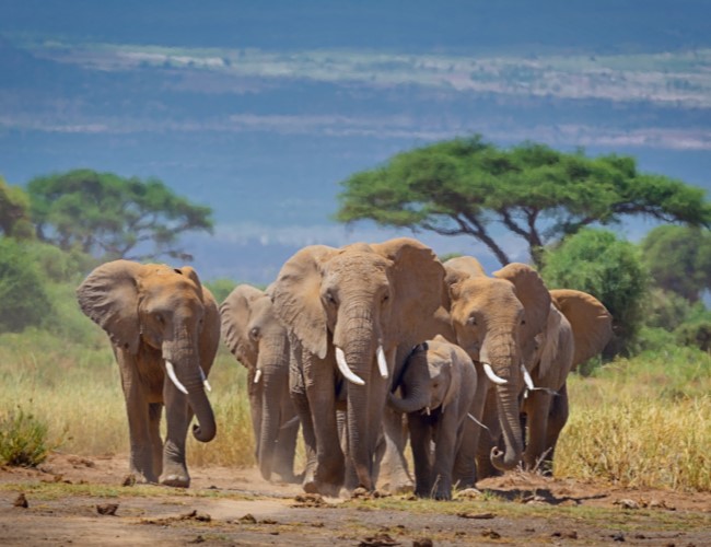 Kilimanjaro National Park