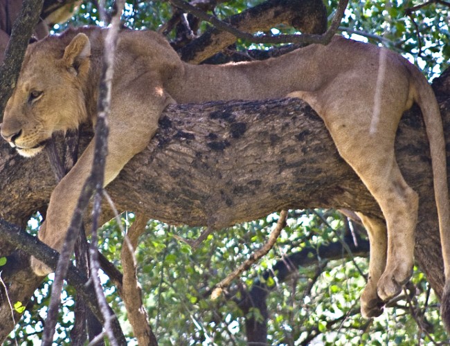 Lake Manyara National Park