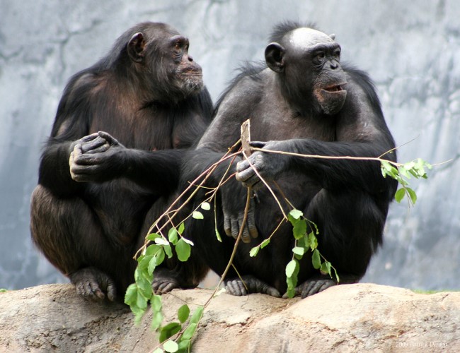 Mahale Mountains National Park