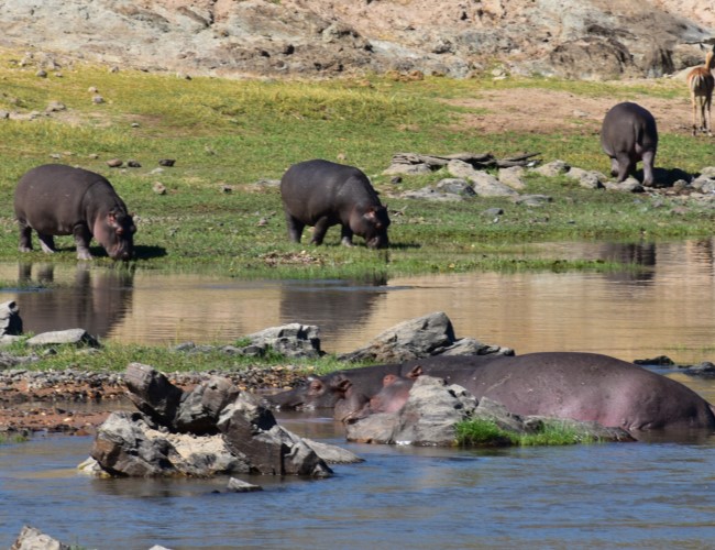 Ruaha National Park